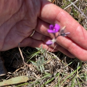 Swainsona sericea at Colinton, NSW - suppressed