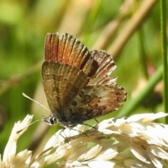 Unidentified Blue or Copper (Lycaenidae) at Tharwa, ACT - 25 Feb 2024 by JohnBundock