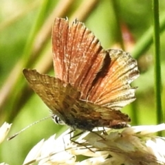 Neolucia hobartensis at Namadgi National Park - 25 Feb 2024