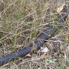 Pseudonaja textilis (Eastern Brown Snake) at Bruce Ridge - 27 Feb 2024 by idlidlidlidl