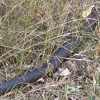 Pseudonaja textilis (Eastern Brown Snake) at Bruce Ridge - 27 Feb 2024 by idlidlidlidl