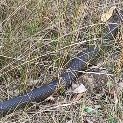 Pseudonaja textilis (Eastern Brown Snake) at Bruce Ridge - 27 Feb 2024 by IdleWanderer