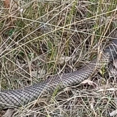 Pseudonaja textilis at Bruce Ridge to Gossan Hill - 27 Feb 2024 03:50 PM