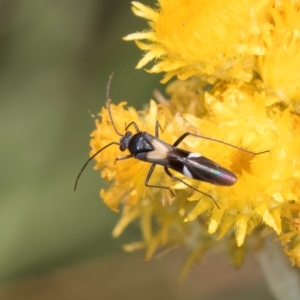 Miridae (family) at Fraser, ACT - 27 Feb 2024