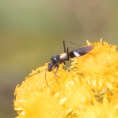 Miridae (family) at Fraser, ACT - 27 Feb 2024