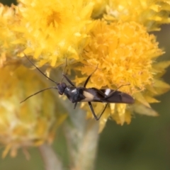 Miridae (family) at Fraser, ACT - 27 Feb 2024