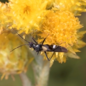 Miridae (family) at Fraser, ACT - 27 Feb 2024