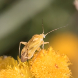 Miridae (family) at Fraser, ACT - 27 Feb 2024