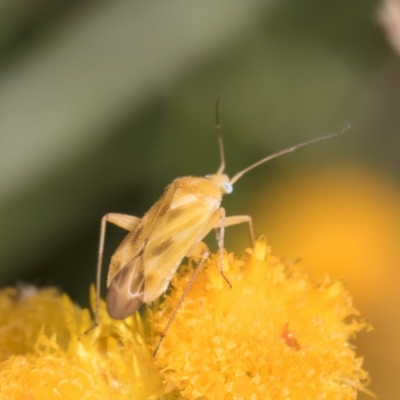 Miridae (family) (Unidentified plant bug) at Fraser, ACT - 27 Feb 2024 by kasiaaus