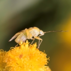 Miridae (family) at Fraser, ACT - 27 Feb 2024