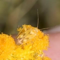 Miridae (family) at Fraser, ACT - 27 Feb 2024