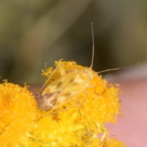 Miridae (family) at Fraser, ACT - 27 Feb 2024