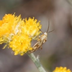 Miridae (family) (Unidentified plant bug) at Fraser, ACT - 27 Feb 2024 by kasiaaus