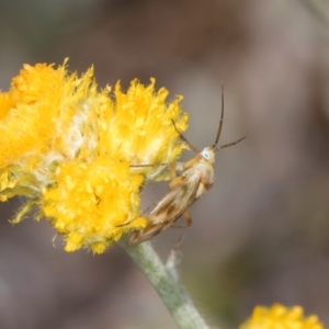 Miridae (family) at Fraser, ACT - 27 Feb 2024