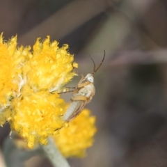 Miridae (family) at Fraser, ACT - 27 Feb 2024 02:27 PM