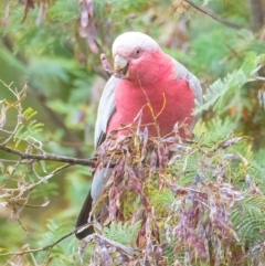 Eolophus roseicapilla (Galah) at Googong, NSW - 24 Nov 2023 by WHall