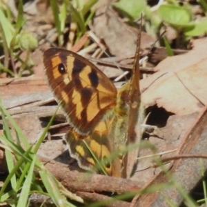 Heteronympha penelope at Namadgi National Park - 25 Feb 2024 03:23 PM