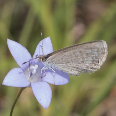 Zizina otis (Common Grass-Blue) at Dunlop Grassland (DGE) - 27 Feb 2024 by kasiaaus