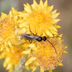 Chalcidoidea (superfamily) (A gall wasp or Chalcid wasp) at Fraser, ACT - 27 Feb 2024 by kasiaaus