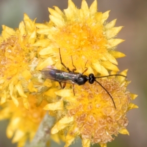 Chalcidoidea (superfamily) at Fraser, ACT - 27 Feb 2024