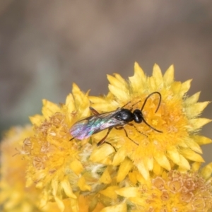 Chalcidoidea (superfamily) at Fraser, ACT - 27 Feb 2024