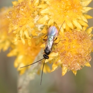 Chalcidoidea (superfamily) at Fraser, ACT - 27 Feb 2024