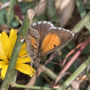 Lucia limbaria at Fraser, ACT - 27 Feb 2024 02:51 PM