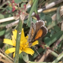 Lucia limbaria at Fraser, ACT - 27 Feb 2024 02:51 PM