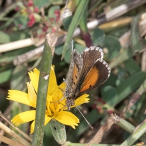 Lucia limbaria at Fraser, ACT - 27 Feb 2024 02:51 PM