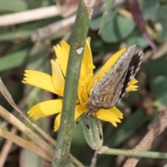 Lucia limbaria at Dunlop Grassland (DGE) - 27 Feb 2024