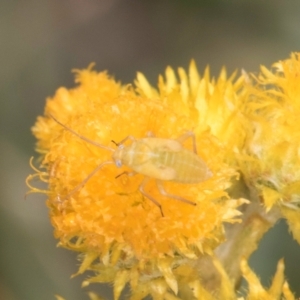 Miridae (family) at Fraser, ACT - 27 Feb 2024 02:45 PM