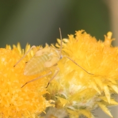 Miridae (family) at Fraser, ACT - 27 Feb 2024 02:45 PM