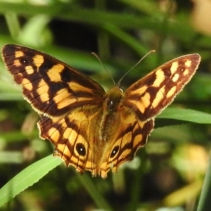 Heteronympha paradelpha at Namadgi National Park - 25 Feb 2024 03:45 PM