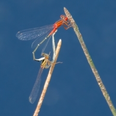 Xanthagrion erythroneurum (Red & Blue Damsel) at Googong, NSW - 27 Feb 2024 by WHall