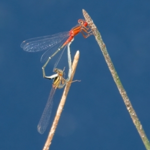 Xanthagrion erythroneurum at QPRC LGA - 27 Feb 2024 04:26 PM