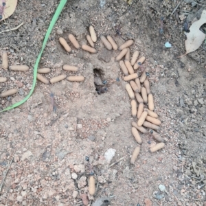 Myrmecia nigriceps at Red Hill to Yarralumla Creek - 21 Feb 2024 07:07 PM