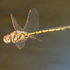 Hemicordulia tau (Tau Emerald) at Googong, NSW - 27 Feb 2024 by WHall