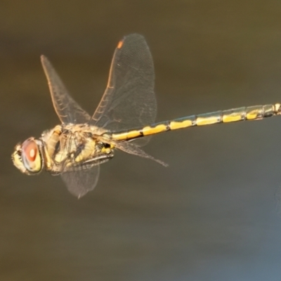 Hemicordulia tau (Tau Emerald) at QPRC LGA - 27 Feb 2024 by WHall