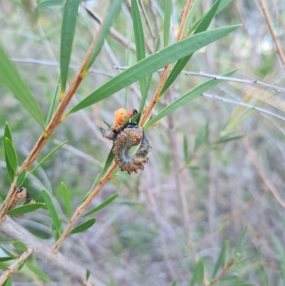 Pterygophorus cinctus (Bottlebrush sawfly) at Hughes Garran Woodland - 21 Feb 2024 by GarranCubs