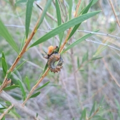Pterygophorus cinctus (Bottlebrush sawfly) at Hughes Garran Woodland - 21 Feb 2024 by GarranCubs
