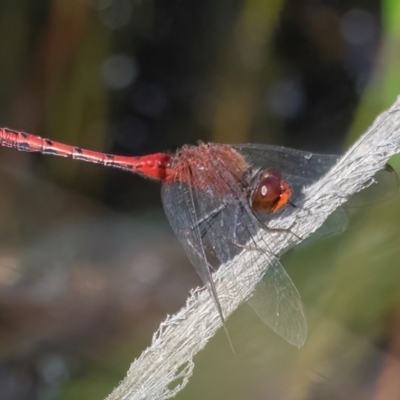 Diplacodes bipunctata (Wandering Percher) at Googong, NSW - 27 Feb 2024 by WHall