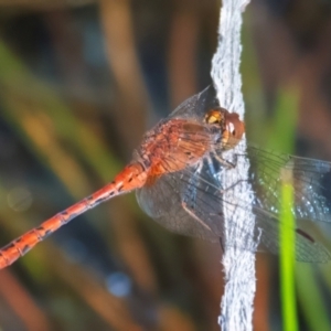 Diplacodes bipunctata at QPRC LGA - 27 Feb 2024 04:37 PM