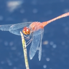 Diplacodes bipunctata at QPRC LGA - 27 Feb 2024