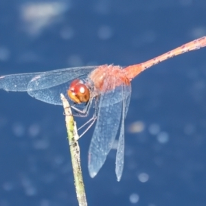 Diplacodes bipunctata at QPRC LGA - 27 Feb 2024