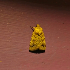 Proteuxoa capularis (Half-moon Noctuid) at Captains Flat, NSW - 27 Feb 2024 by Csteele4