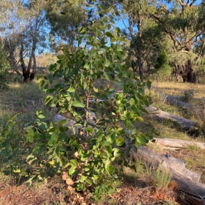 Eucalyptus sp. (A Gum Tree) at The Fair, Watson - 28 Feb 2024 by waltraud