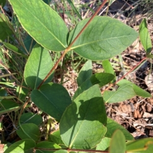 Eucalyptus sp. at Mount Majura - 28 Feb 2024