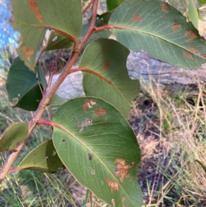 Eucalyptus sp. at Mount Majura - 28 Feb 2024