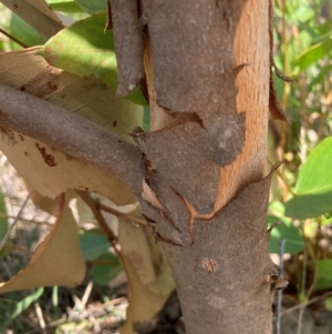 Eucalyptus sp. at Mount Majura - 28 Feb 2024