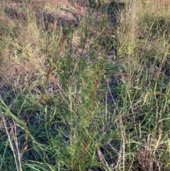 Unverified Plant at Mount Majura - 27 Feb 2024 by waltraud